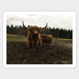 Scottish Highland Cattle Bulls 2174 Sticker